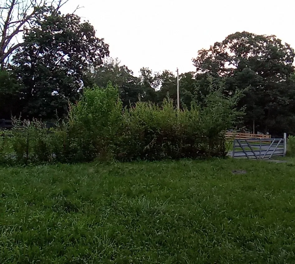 Medieval Agroforestry with Willow
